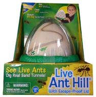 Live Ant Hill observatory product image