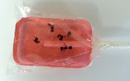 Watermelon flavored edible ant sucker with real ants inside