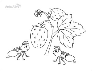Free ants with strawberries coloring page for kids