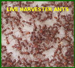 Live Harvester Ants