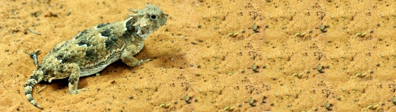 Horned Lizard on sand