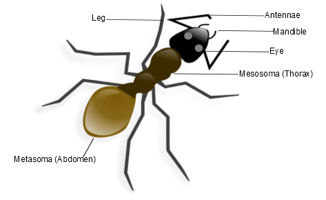 Diagrama de anatomía de hormigas