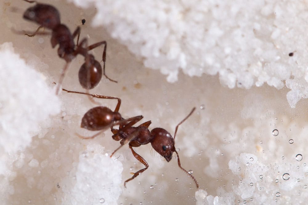 Live Ants Regular Supply - $5.99 1