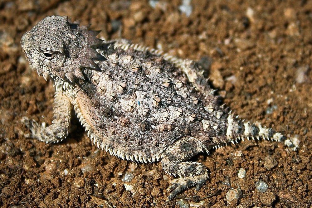 horned lizard with harvester ants