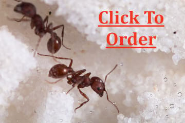 Live Ants Regular Supply - $5.99