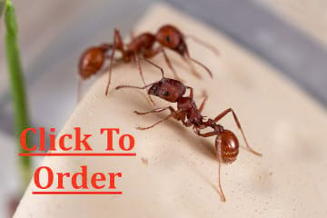 Live Ants Super Supply - $7.98